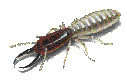 bugge